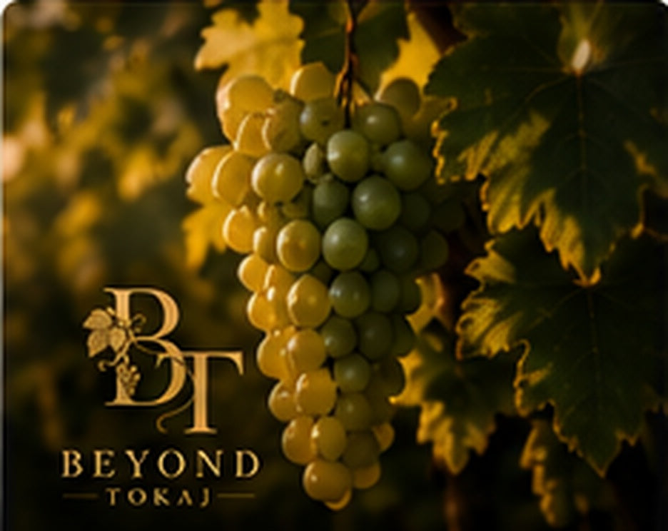 Furmint grapes ripening on the vine in Hungary with Beyond Tokaj branding