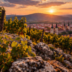 A scenic landscape photograph of a vineyard at sunset, with sunlit grapevines in the foreground, rocky soil, and a town with church towers in the distance under a glowing orange sky.