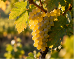 A close-up of a bunch of pale yellow grapes hanging on a vine with green leaves in warm sunlight.
