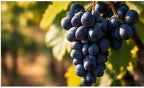 Red wine grapes growing in a Hungarian vineyard