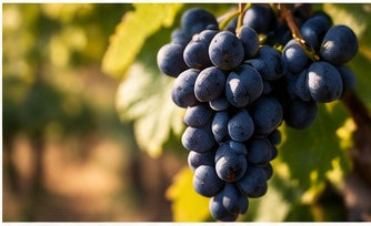 Red wine grapes growing in a Hungarian vineyard