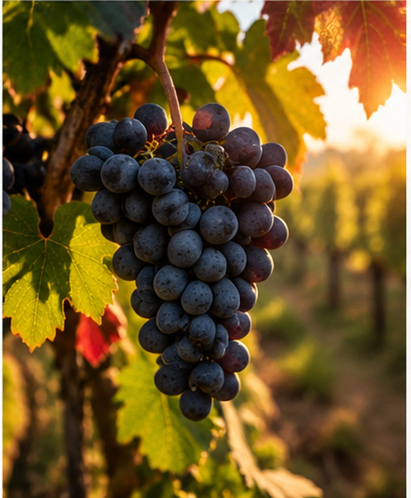 Red wine grapes in a sunlit vineyard