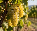White wine grapes in a sunlit Hungarian vineyard