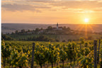 Golden hour vineyard landscape representing Etyek-Buda Hungary